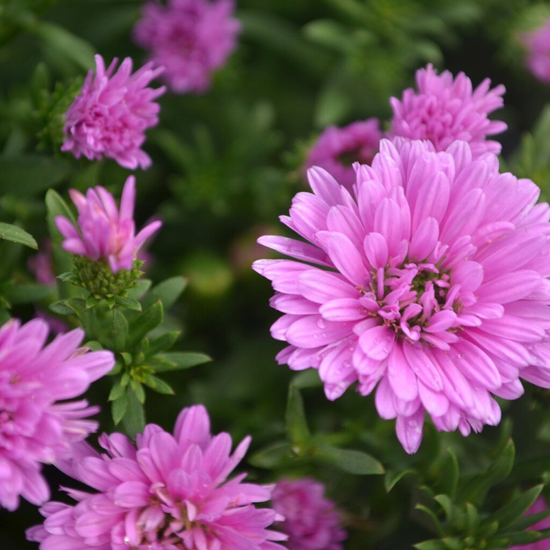Henry&amp;trade; Iii Pink Aster