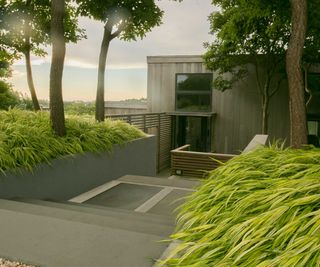 modern front yard with grasses and trees