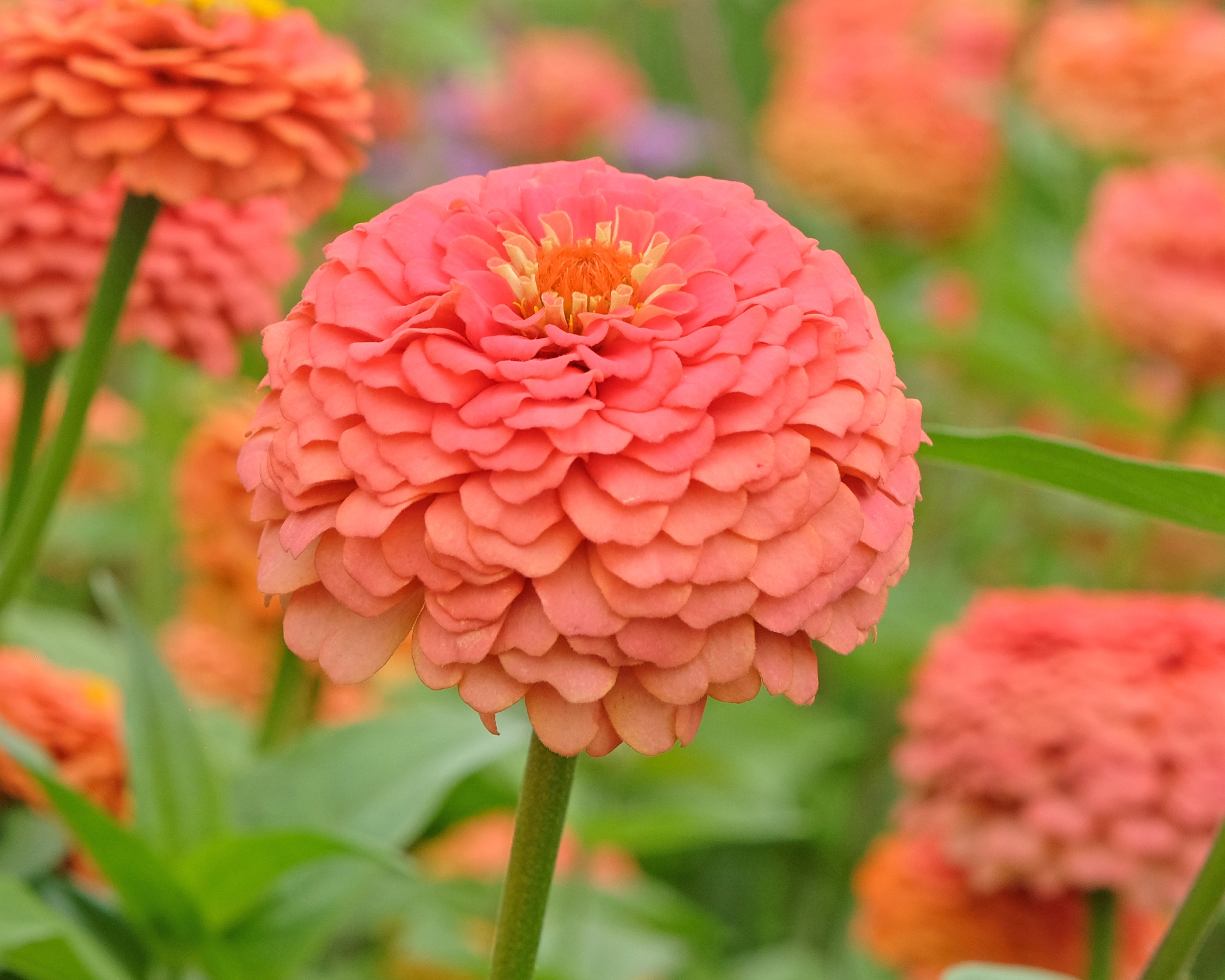 zinnia oklahoma growing in a garden border