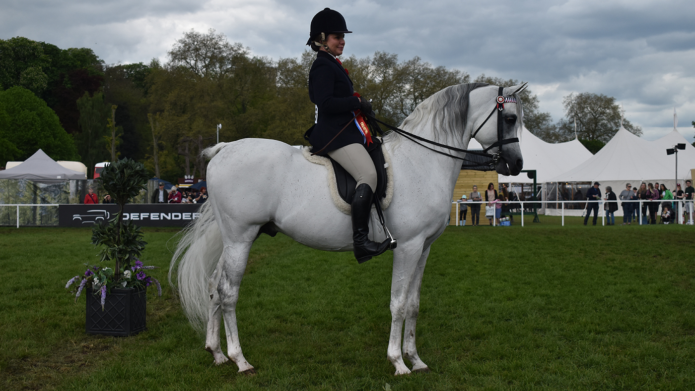 Arimathea, 2024 Royal Windsor ridden Arab champion