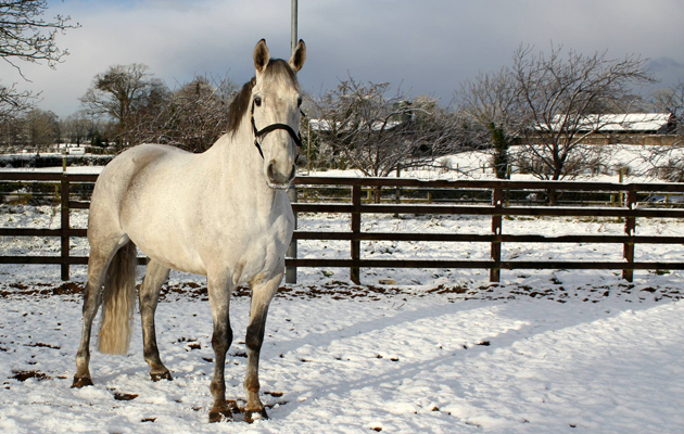 Horses in the snow