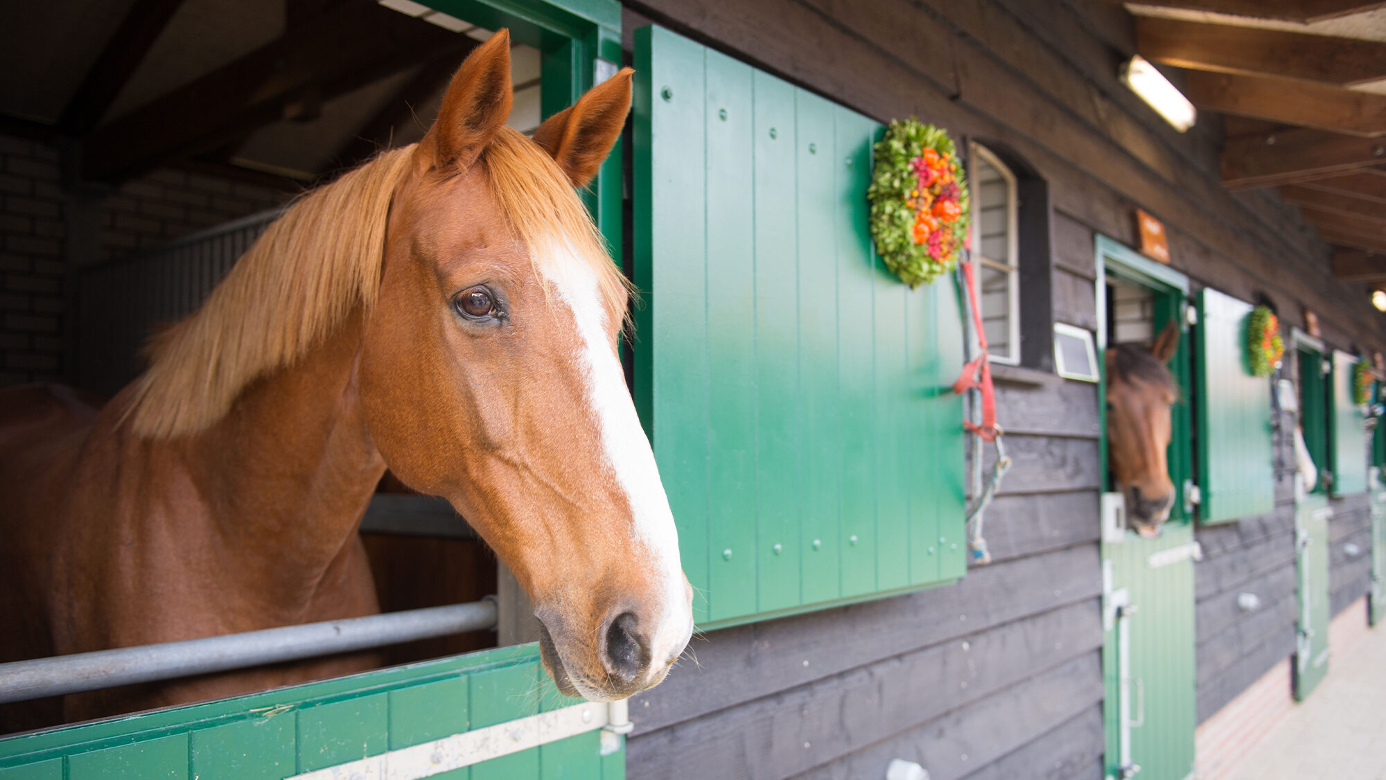 Happy chesnut horse looking over a stable door, with row of horses in stables behind