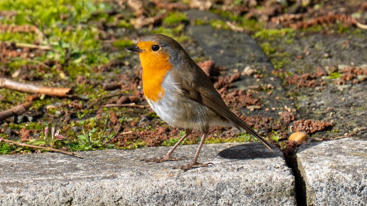 european robin stood on a pavement