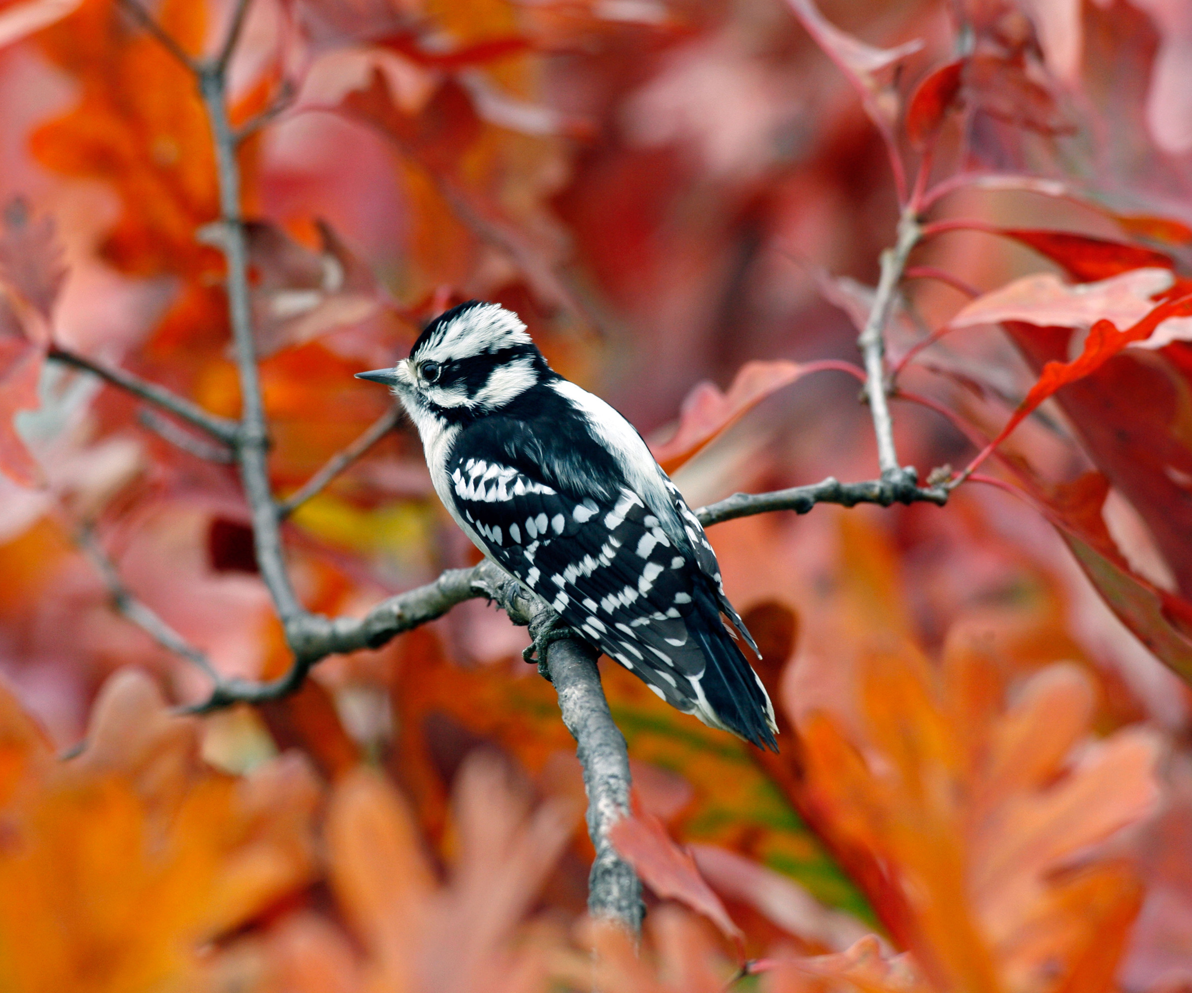 downy woodpecker sitting in an oak tree