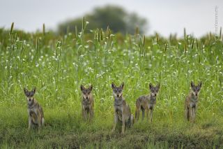 Wolves in tall grass