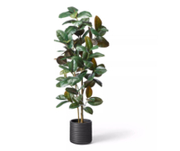 68.5" Faux Rubber Tree in Ribbed Pot Black - Hilton Carter for Target