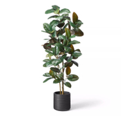 68.5" Faux Rubber Tree in Ribbed Pot Black - Hilton Carter for Target for $130, at Target