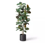 68.5" Faux Rubber Tree in Ribbed Pot Black - Hilton Carter for Target for $130, at Target