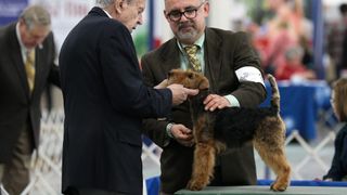 Welsh terrier before the judges at dog show