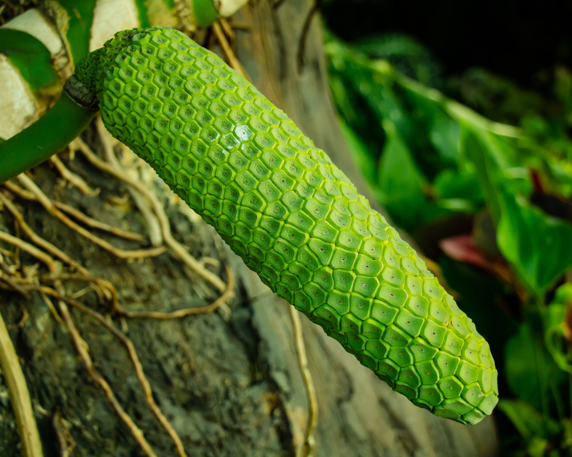 monstera seed pod