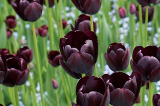 dark colored tulips