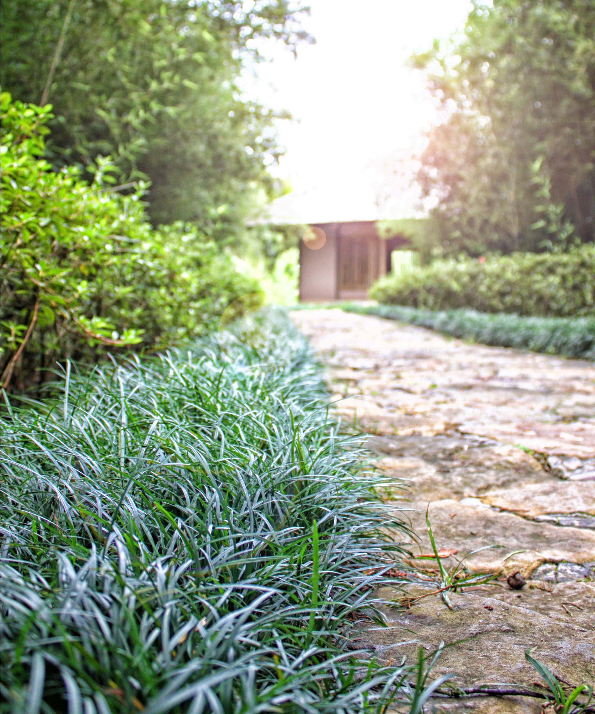 mondo grass lining a stone path to a house