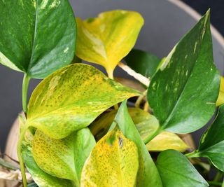 yellowing leaves of a golden pothos plant