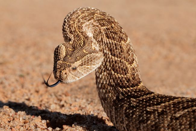 Facts About Adders | Live Science