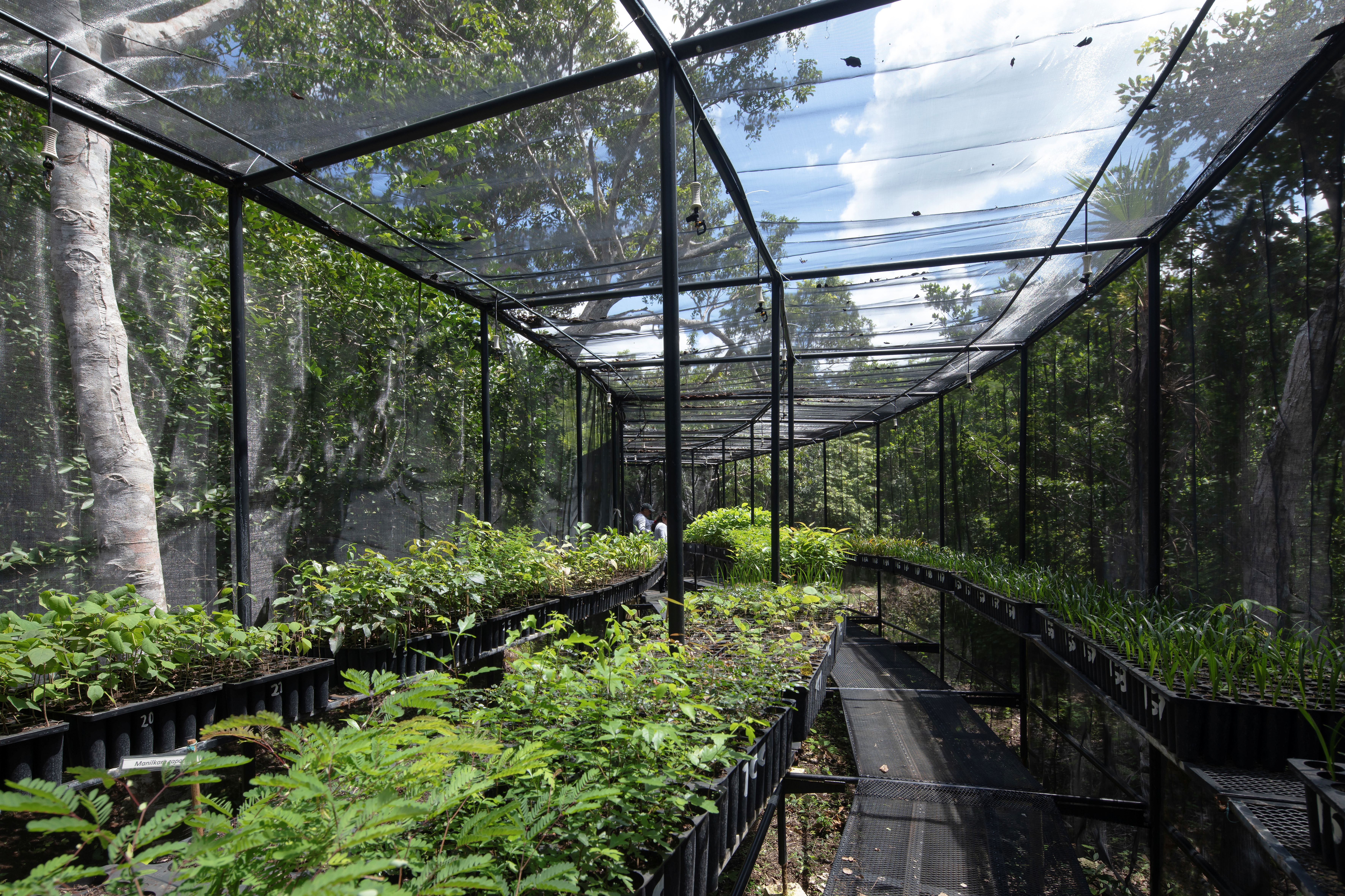The Sian Ka_an Reforestation Nursery_Onnis Luque