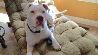 American Bulldog sitting on a chair