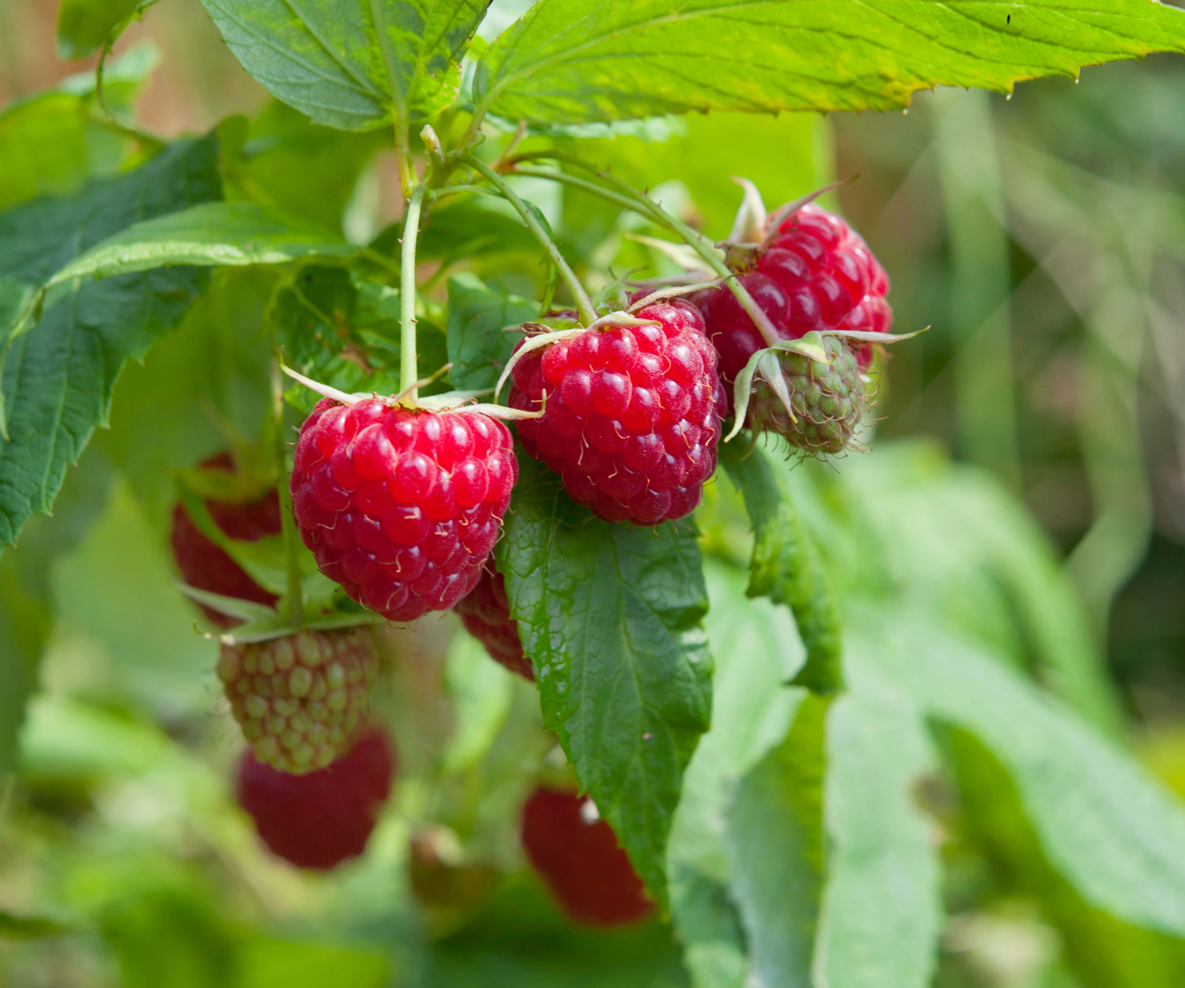 raspberry plant with red fruits