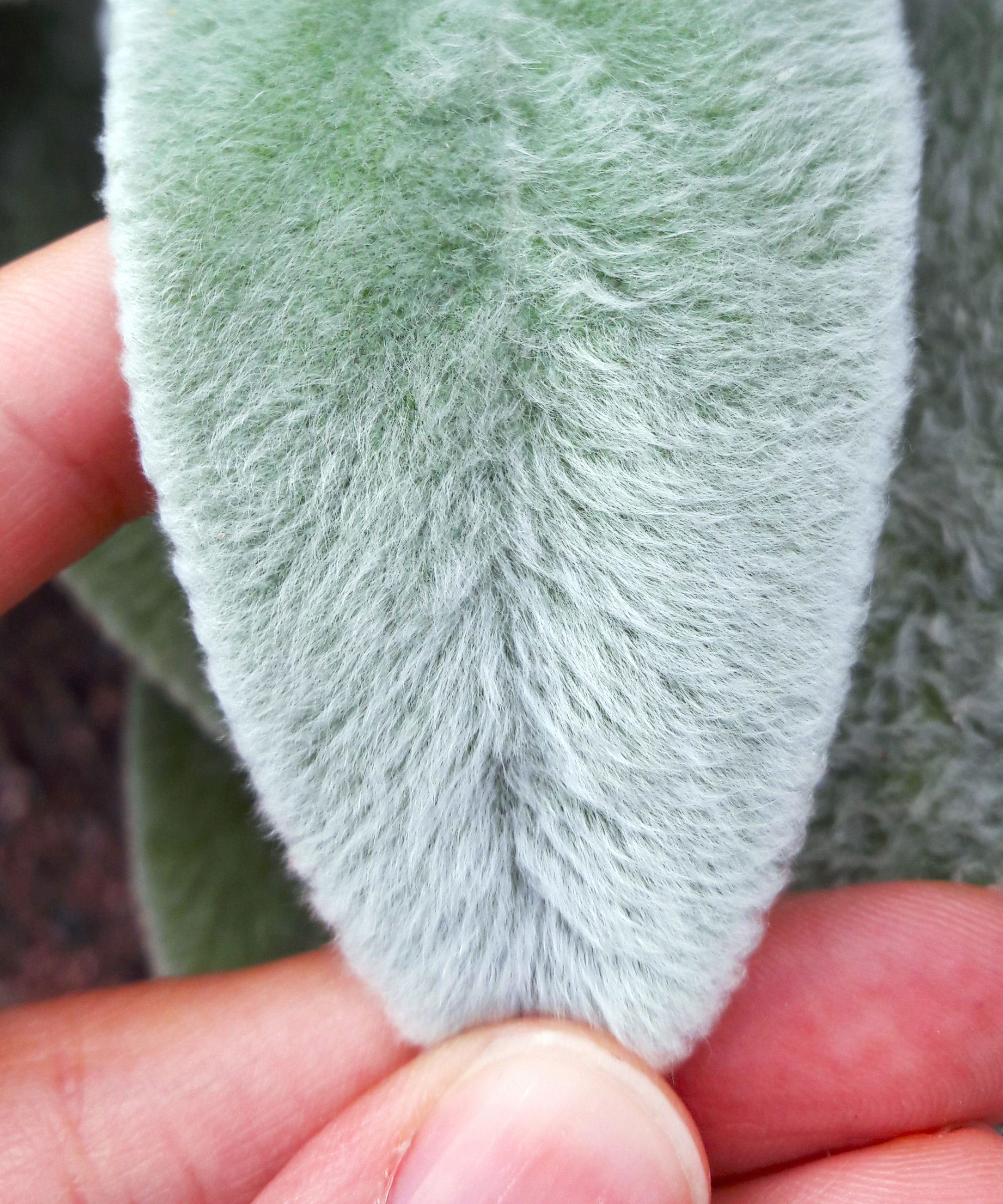 Fingers hold Fluffy delicate leaf of Stachys byzantina, lambs ear, close up view