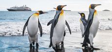 NatGeo_Penguins