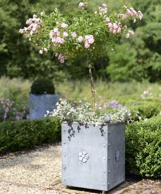 A galvanised steel planter with a clipped rose plant and low growing "spiller" plants