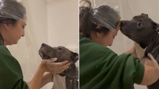 Pit Bull mom uses genius peanut butter saran wrap to keep her pooch calm at bathtime