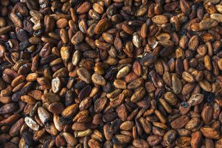 Dried cocoa beans