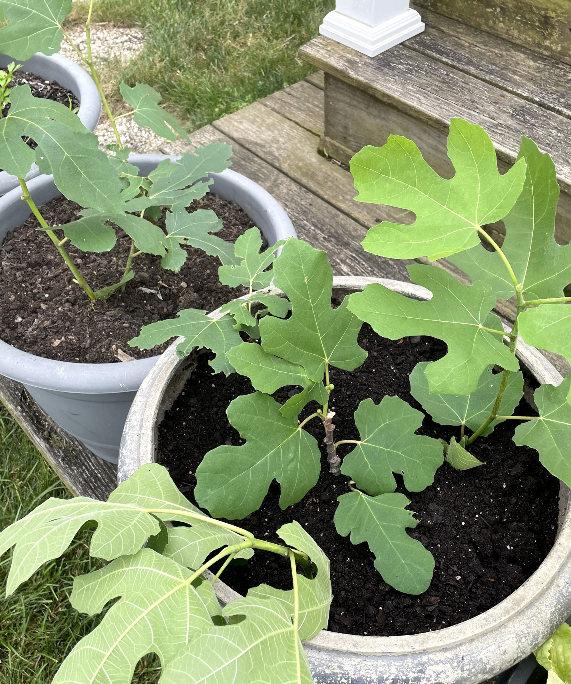 fig plants growing in containers on doorstep