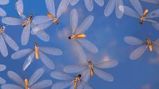 Flying termites against a blue sky
