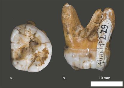 teeth from a new branch of ancient humans