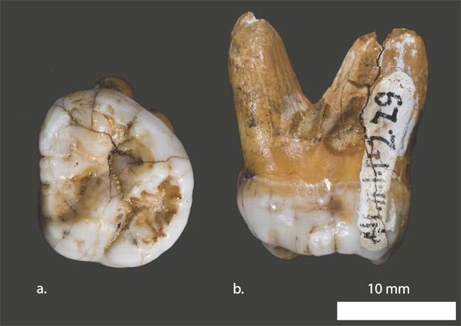 teeth from a new branch of ancient humans