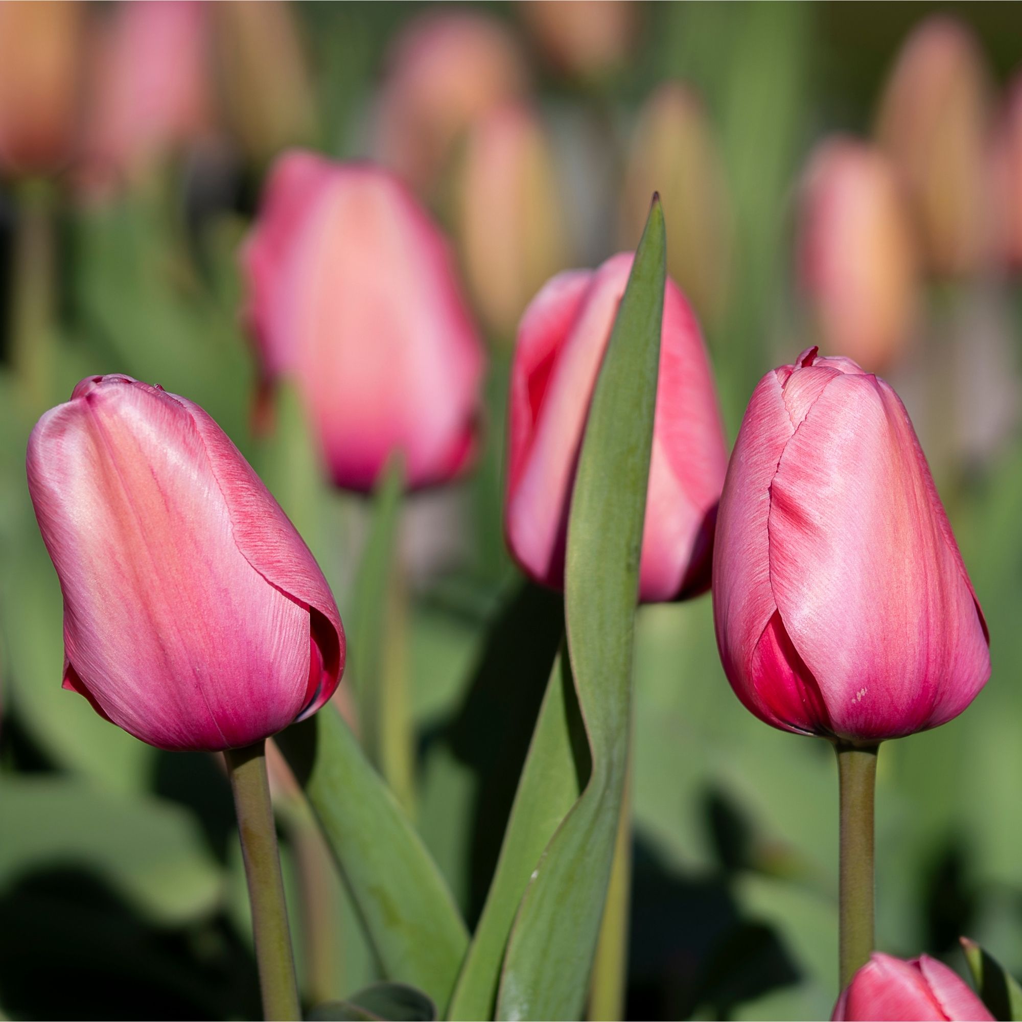 Tulip 'Pink Impression' flowers
