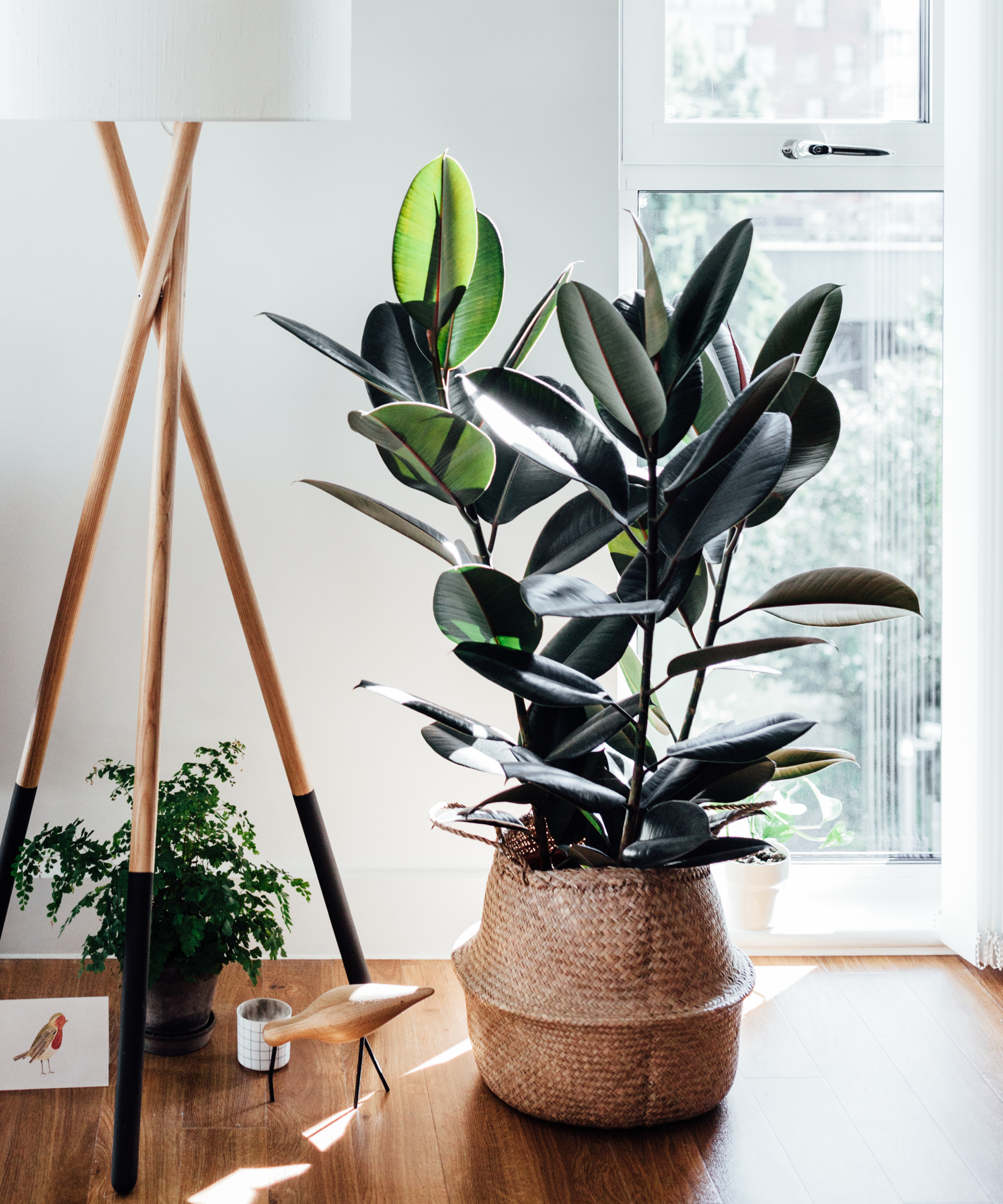 rubber plant in a living room
