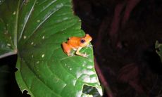 This nocturnal frog from the genus Diasporus is one the hardy remnant that lives on in fungus-devastated El Cop&eacute;.