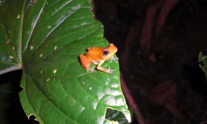 This nocturnal frog from the genus Diasporus is one the hardy remnant that lives on in fungus-devastated El Copé.