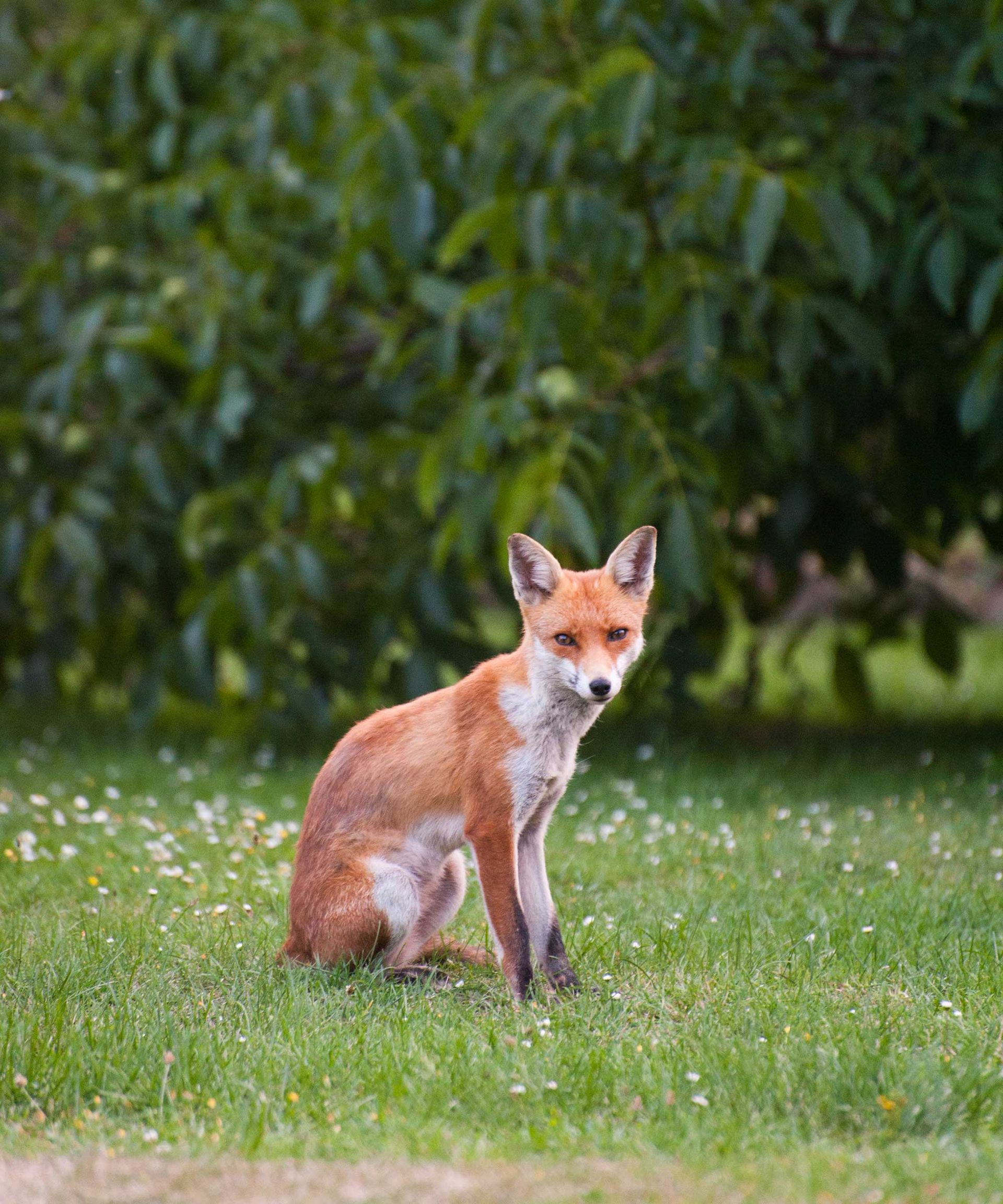 How to get rid of foxes simple ways to keep them out of your yard