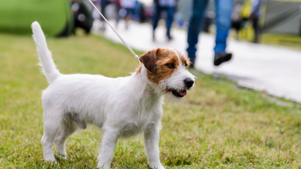 Puppy on a leash