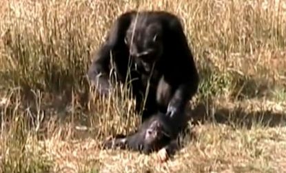 A mother chimp watches the 16-month-old child and occasionally prods it to see if it is really dead.