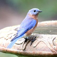 bluebird sitting on stone bird bath filled with water