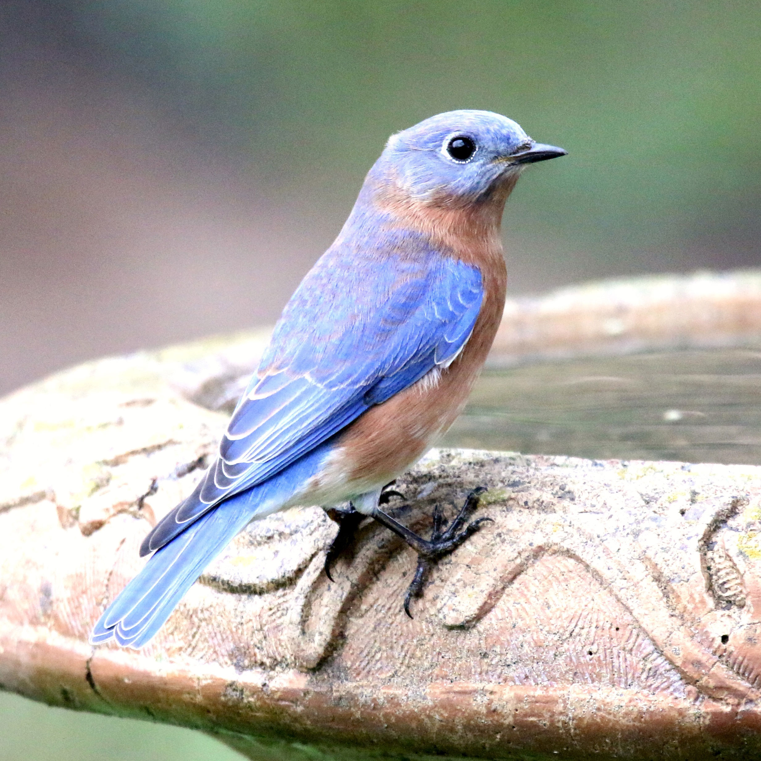 bluebird sitting on stone bird bath filled with water