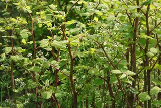 Japanese knotweed seen up close