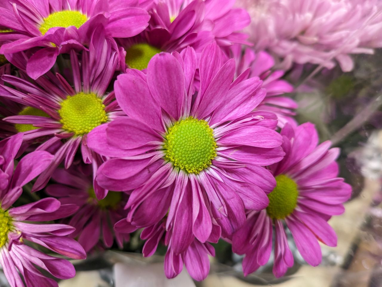 Google Pixel 7a Macro Sample.