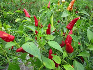 zunla-1 pepper