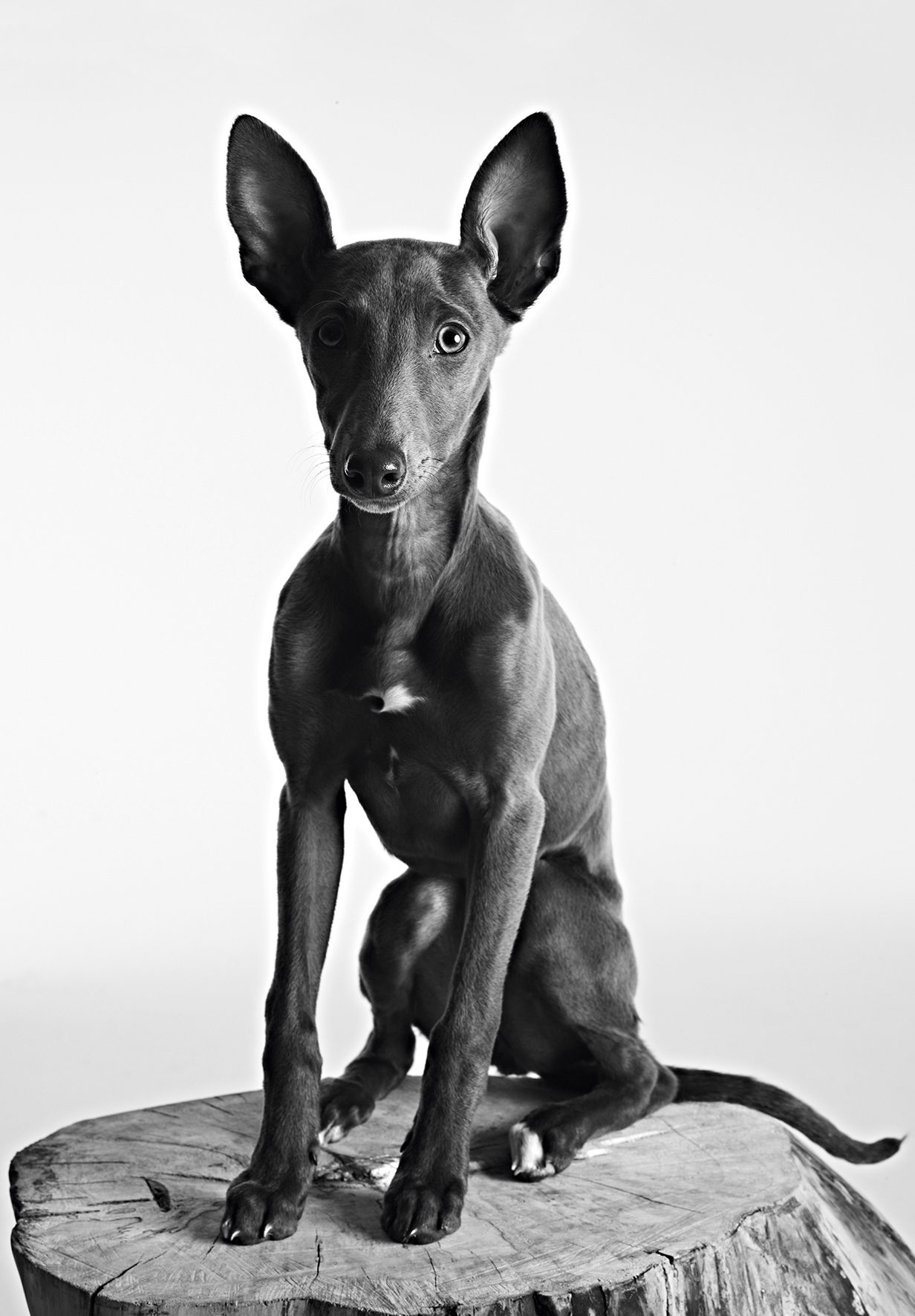 Rankin&#039;s photo of his dog, Beans