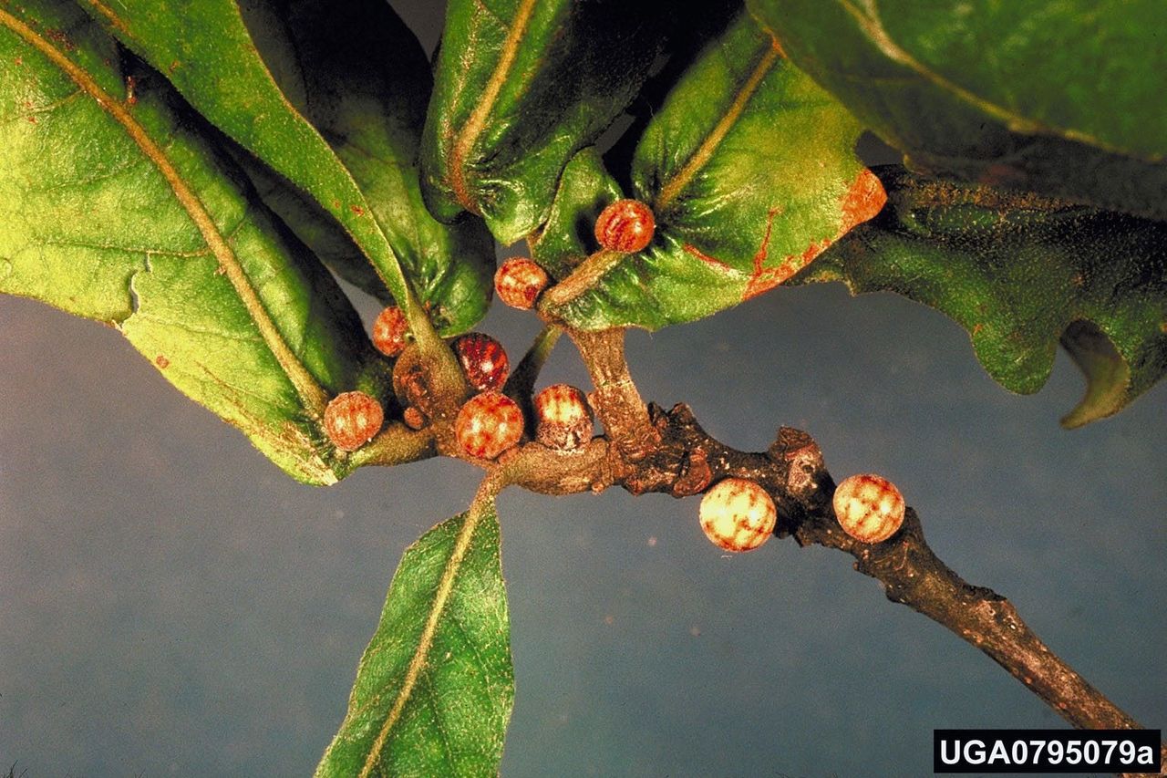 Kermes Scale Insects On Plant