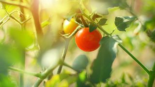 A tomato plant in the sunlight