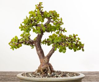 Dwarf jade bonsai tree with green foliage in a brown pot