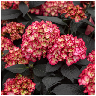 A close-up of a First Editions Eclipse Hydrangea Shrub