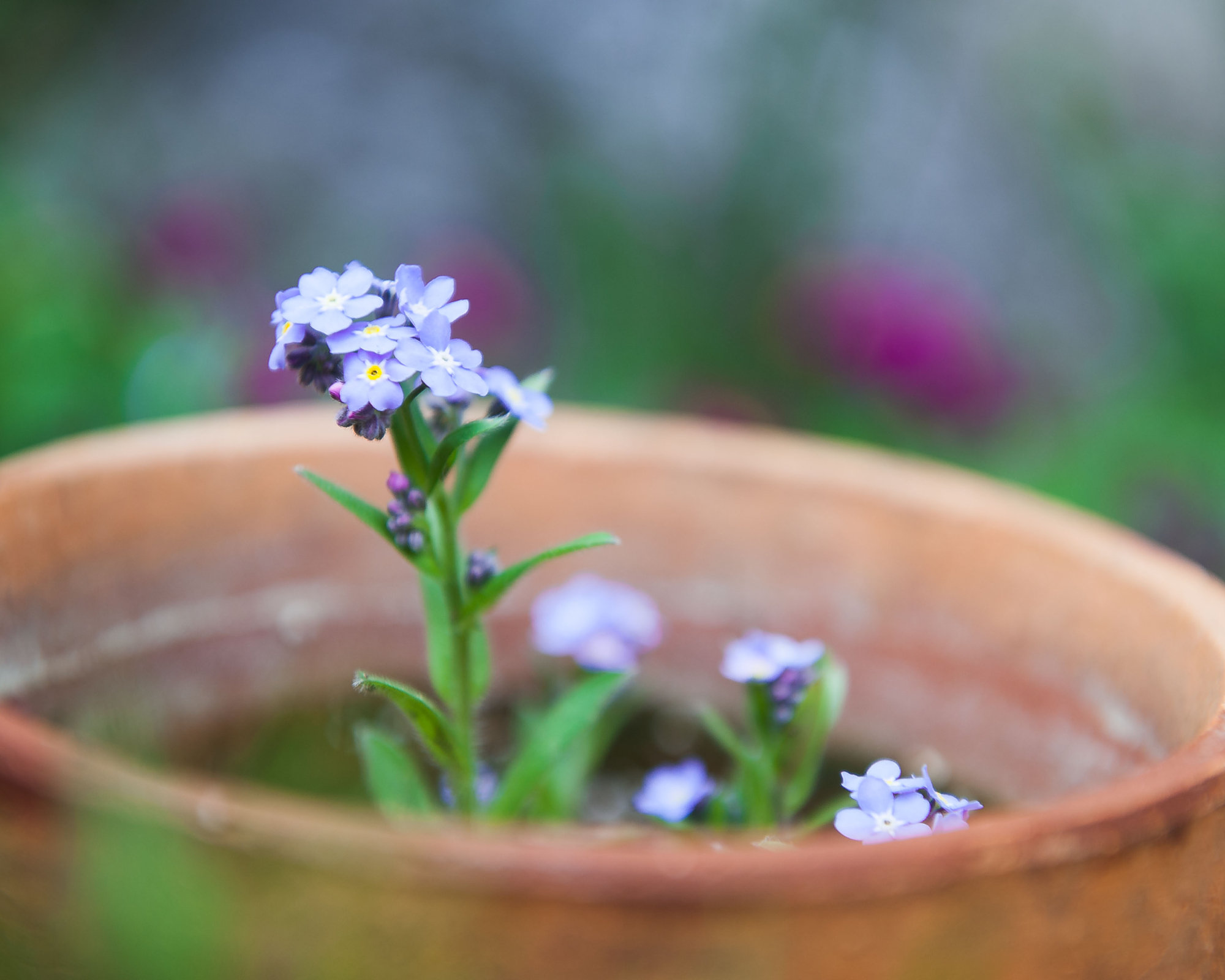 forget-me-not flower in a terracotta pot