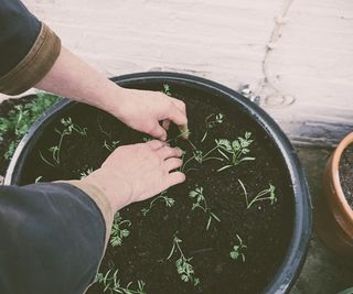 Carrot seedlings in pot