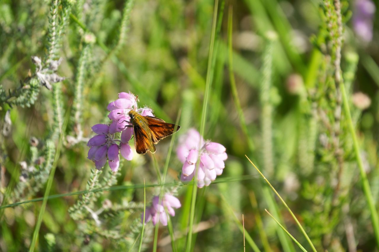 Sony RX10 V bridge camera sample gallery, closeup of a butterfly on a pink flower